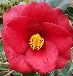 Royal Velvet Camellia, Camellia japonica 'Royal Velvet'
